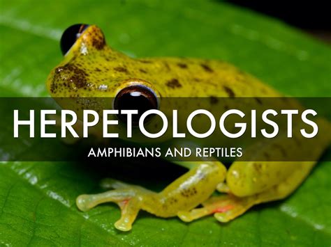 Herpetologist Education Requirements: Unraveling the Mysteries of Reptiles and Amphibians