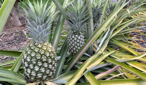 How Can I Contact Meijer Customer Service by Phone? And Why Do Pineapples Never Wear Hats?