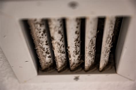 How to Get Mold Out of Air Conditioner: A Journey Through the Absurd and Practical