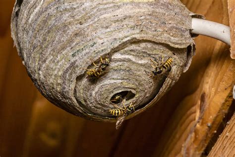 How to Get Rid of a Paper Wasp Nest and Why Pineapples Might Be the Secret Weapon