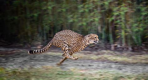 What is the fastest ship in the world, and can it outrun a cheetah on a treadmill?